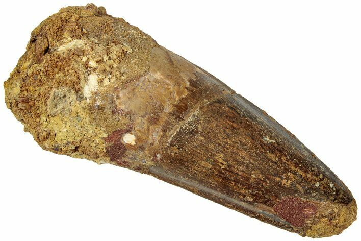 Fossil Spinosaurus Tooth - Real Dinosaur Tooth #311778